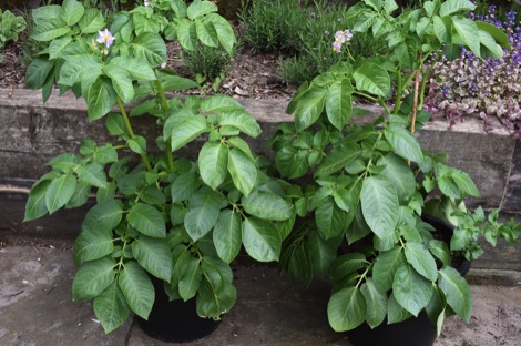 Potato plants in pots
